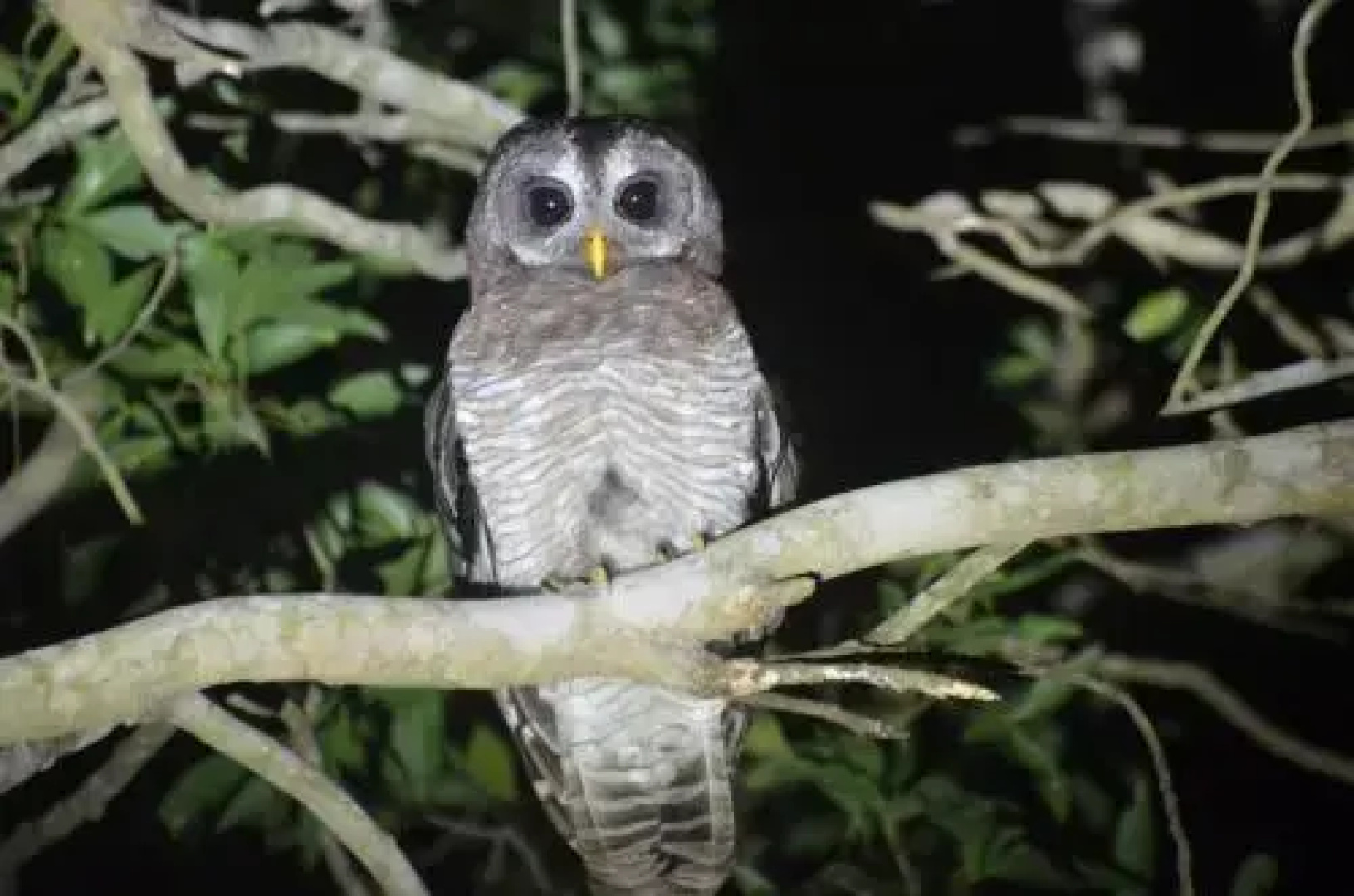 Bushbaby Lodge