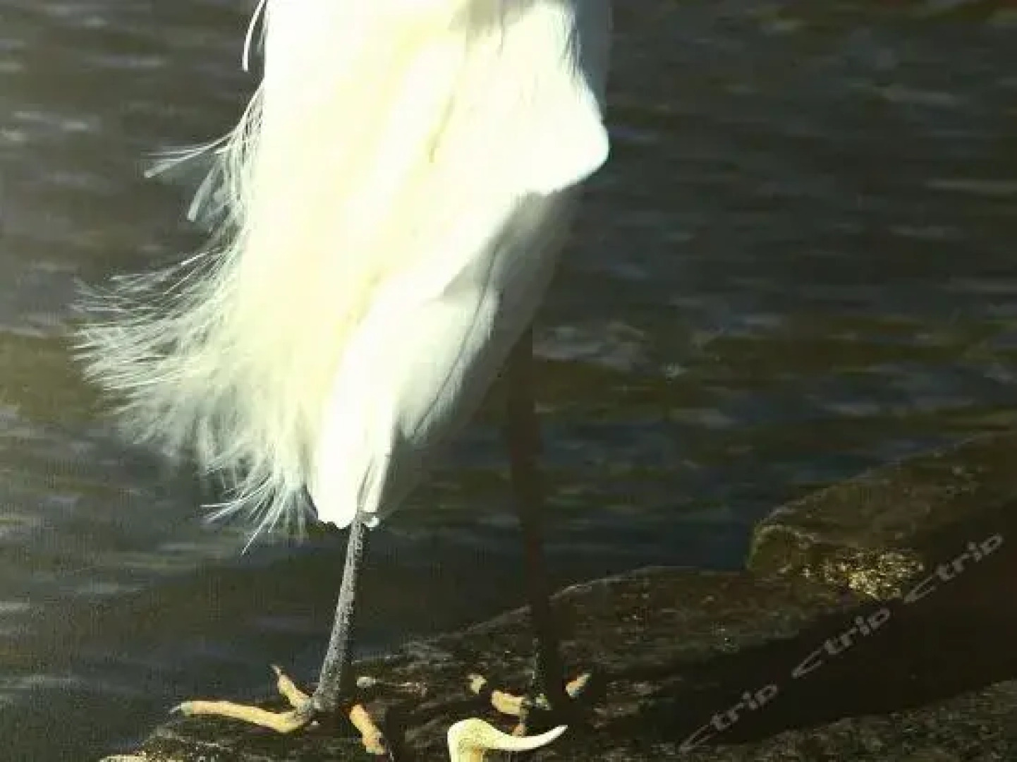 Travel Bird Bed And Breakfast