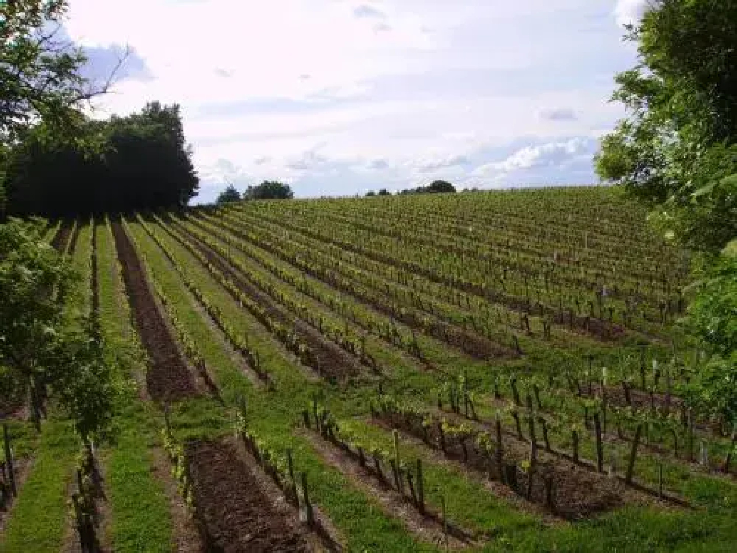 La Vigne Près De Saint Emilion