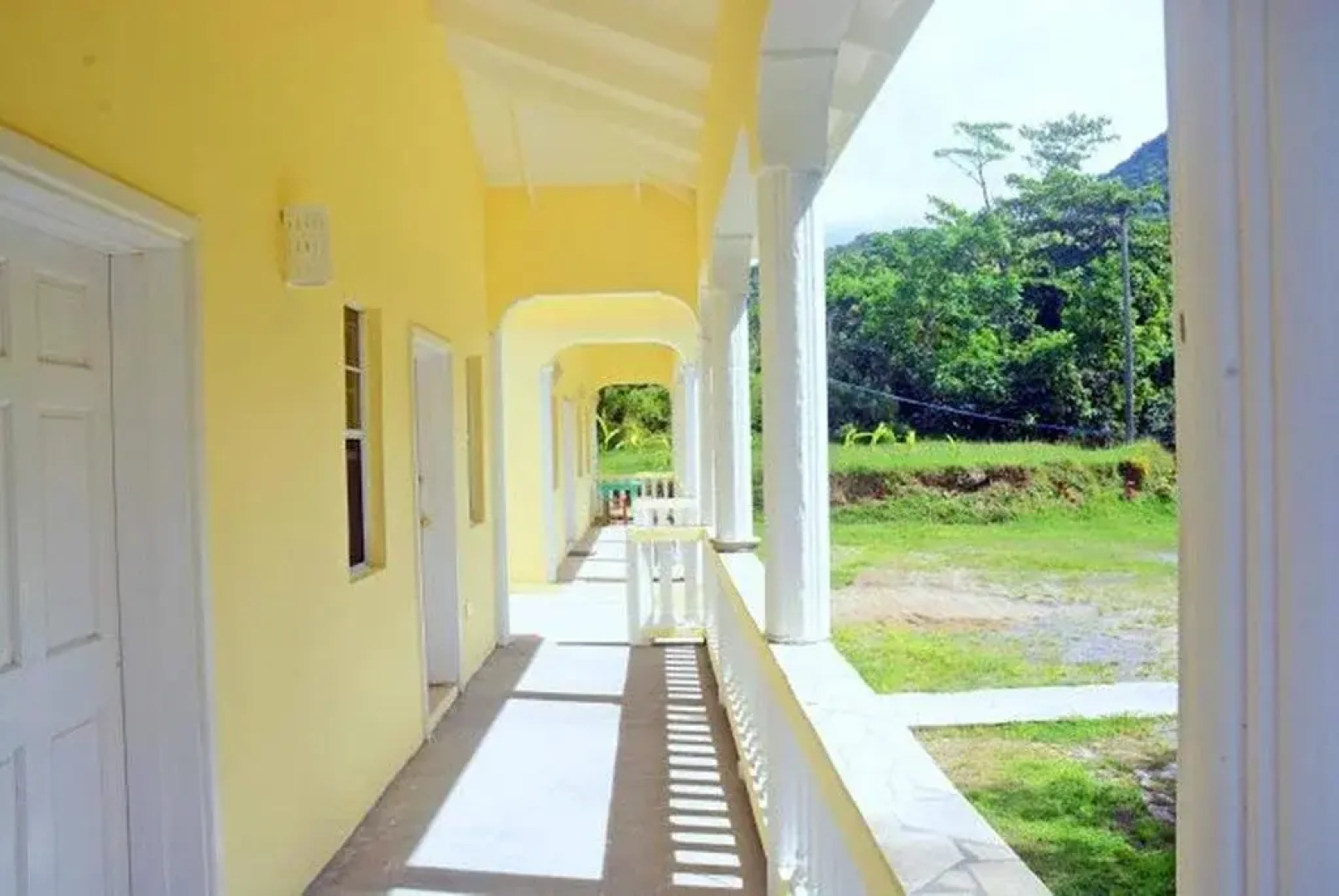 The Yellow Palm