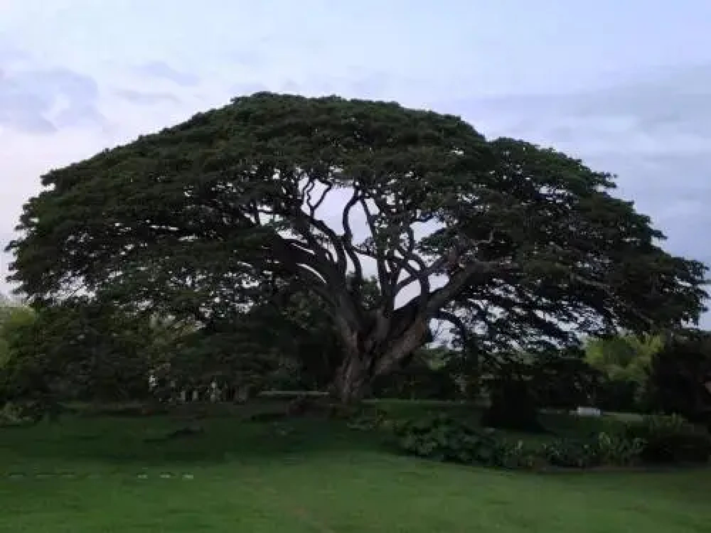 Hacienda El Saman