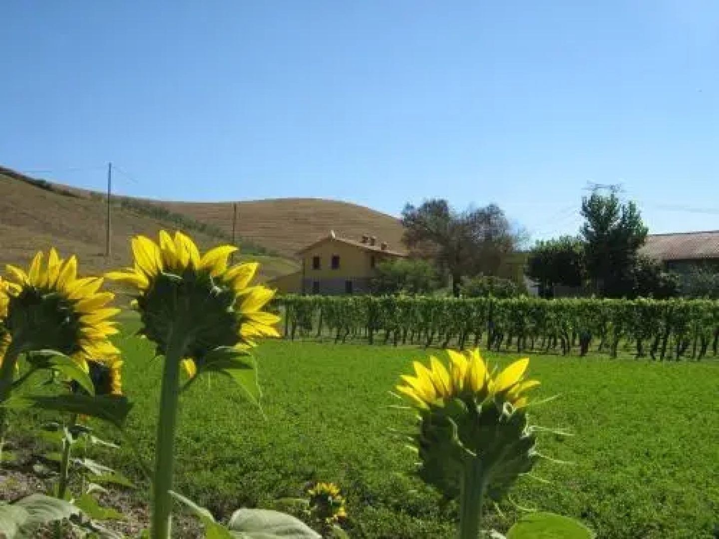 Agriturismo Podere Bellosguardo