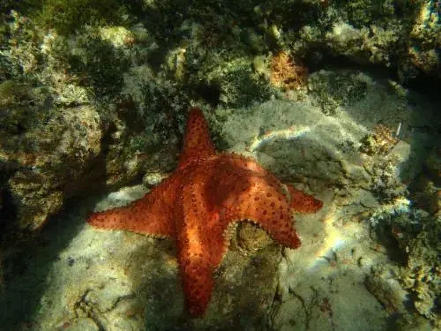 Sabal Beach
