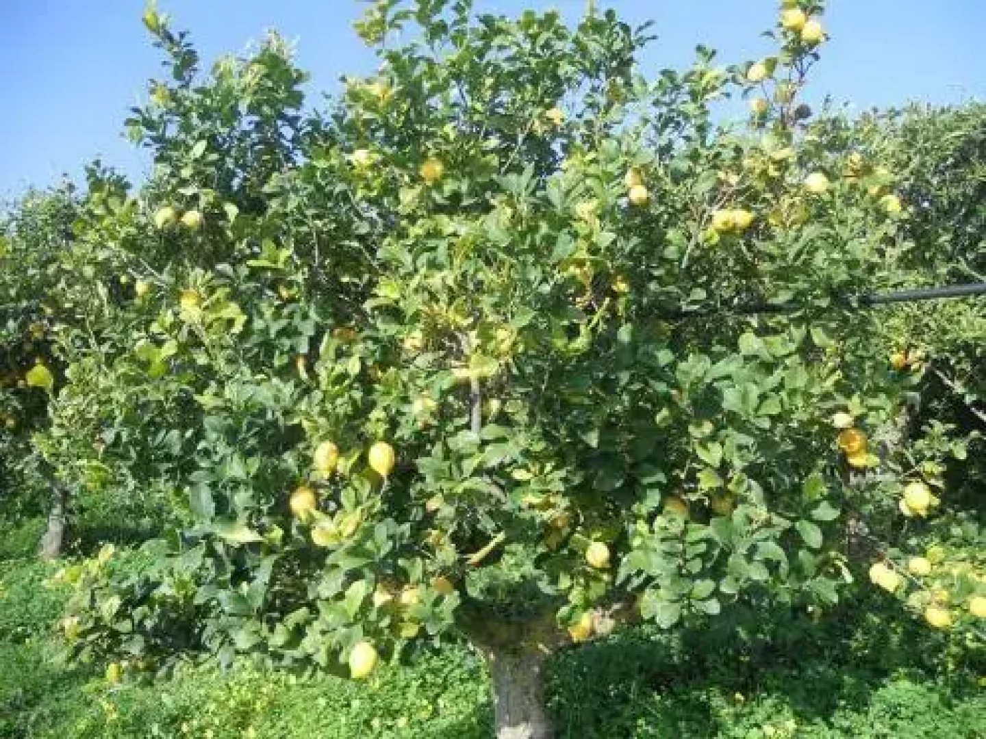 Tocchi Di Puglia