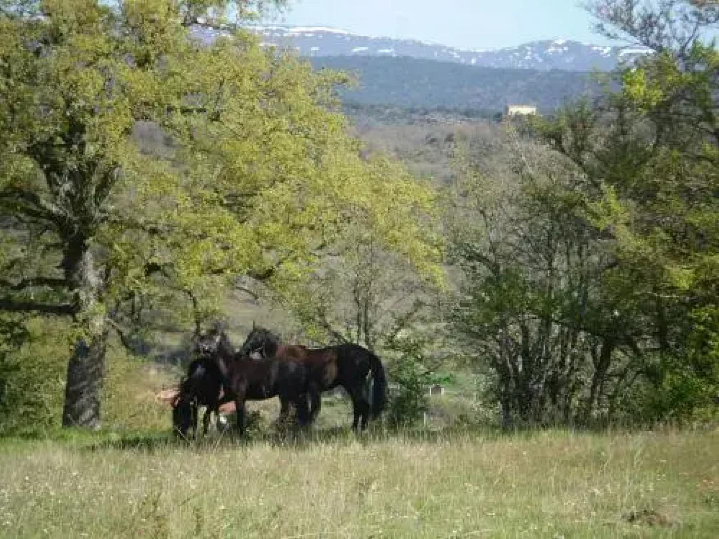 Casa Rural Manzanela