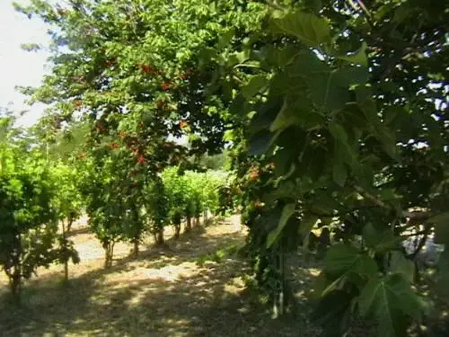 Il Casale della Quercia