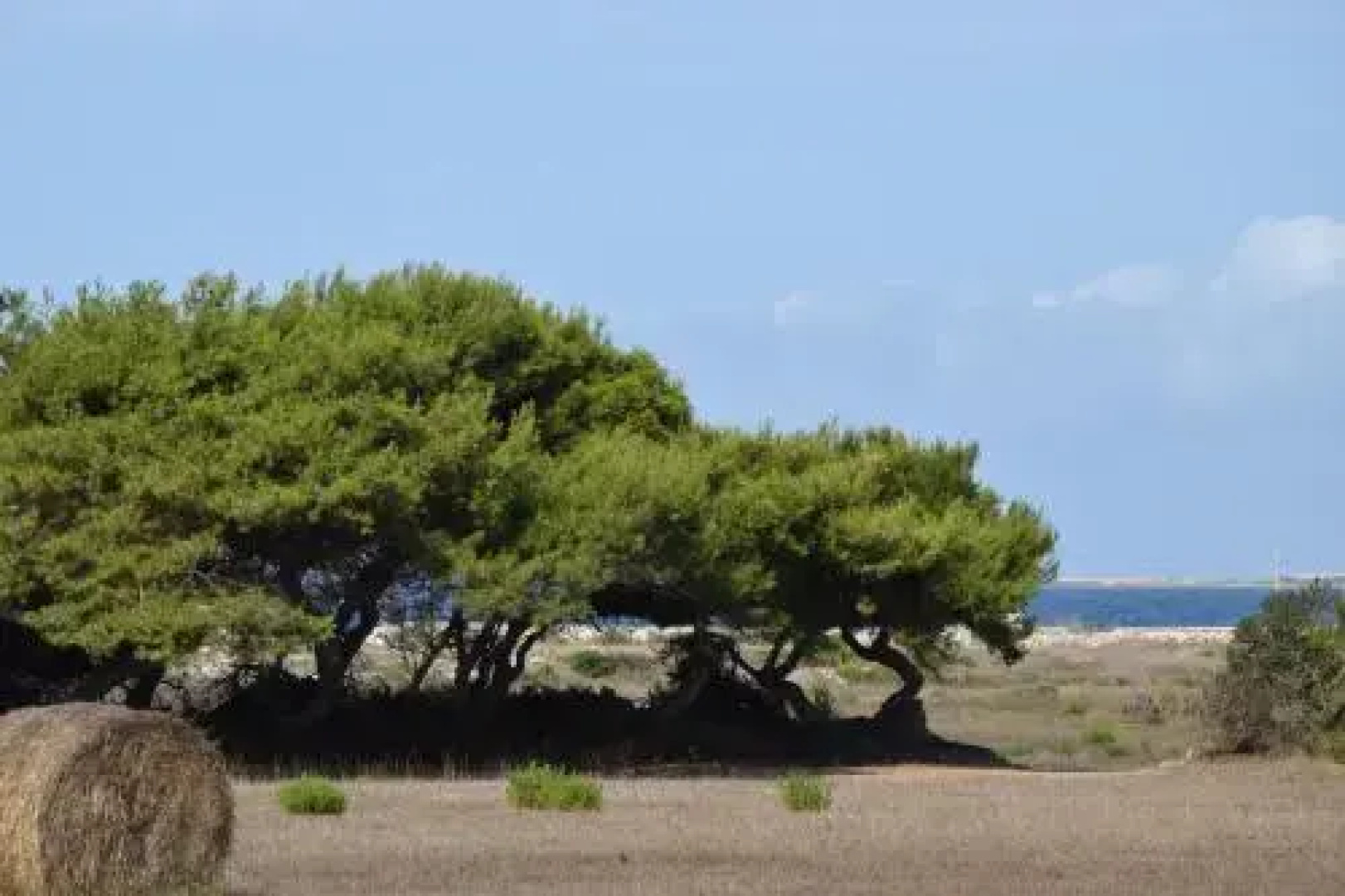 Appartamenti la Pinetina di Favignana
