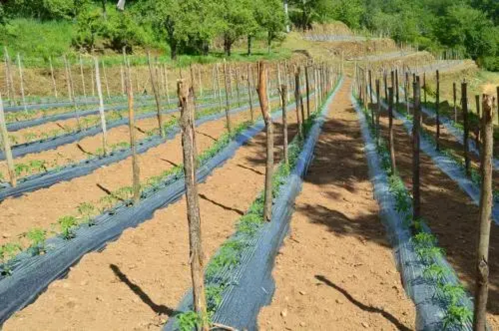 Agriturismo E Turre