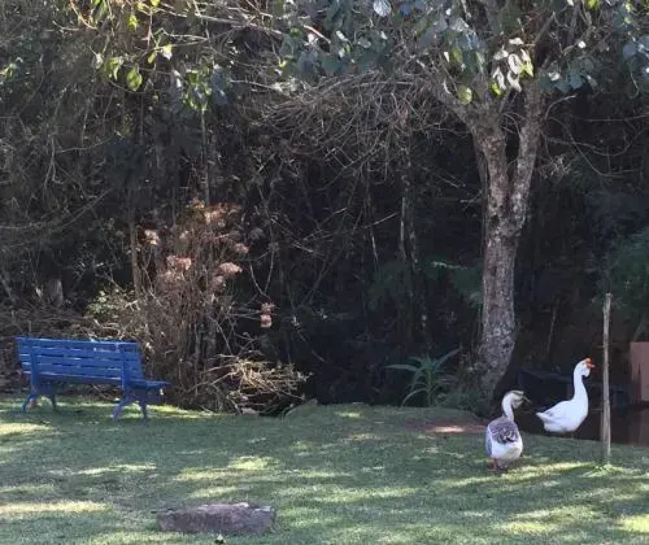 Sítio Bicho Feliz