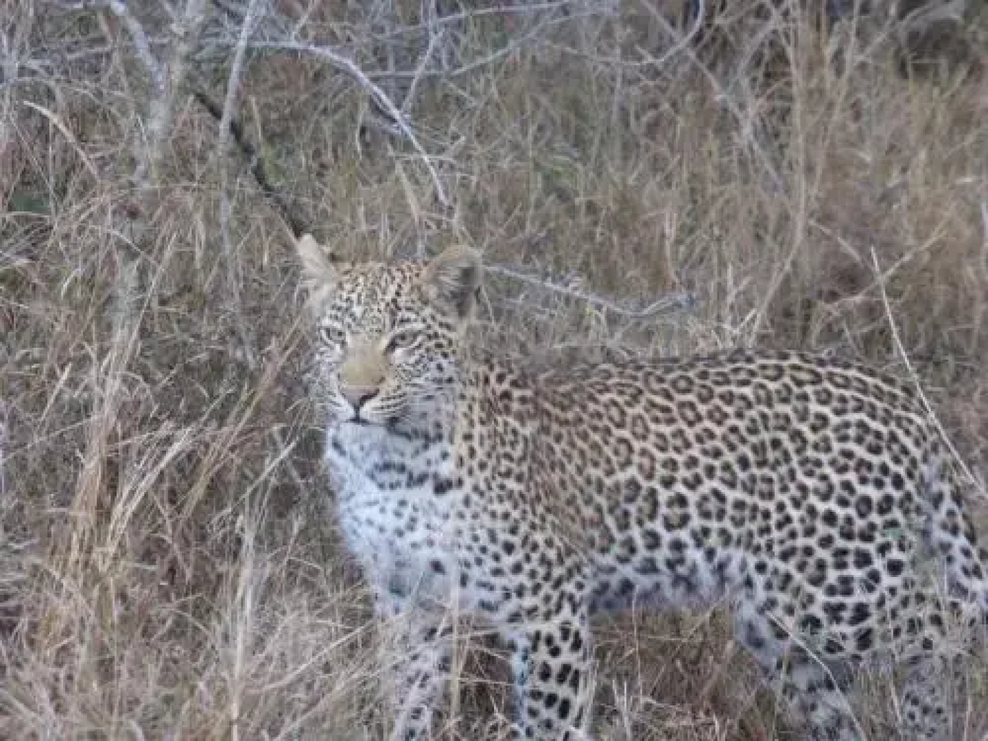 Khumbula iAfrica