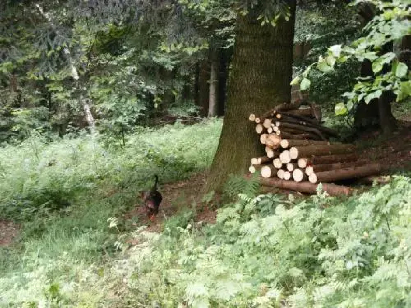 Roubenka na Páleném