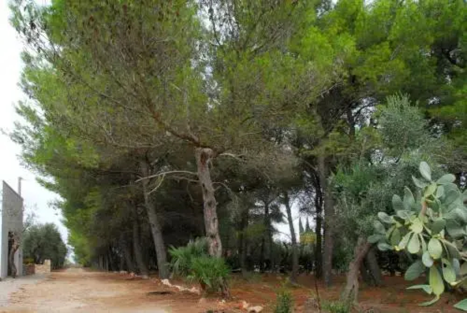 B&B Quasimare