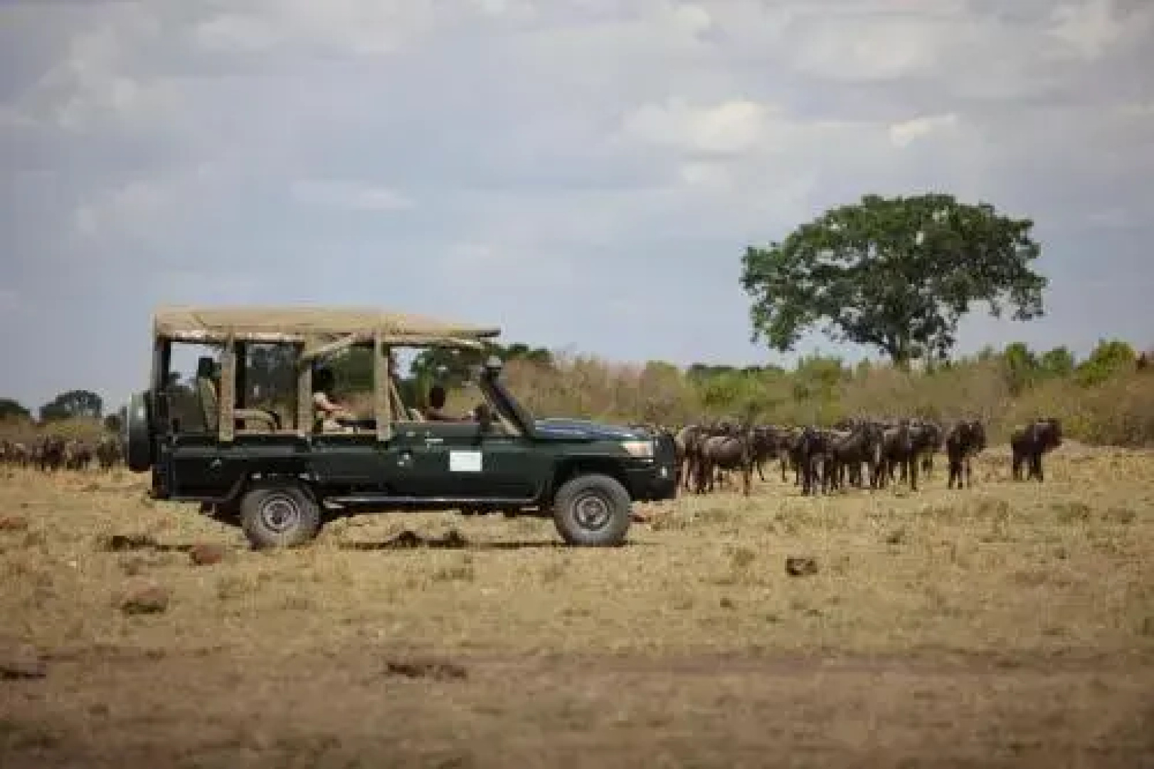 Ngerende in the Wild Riverview