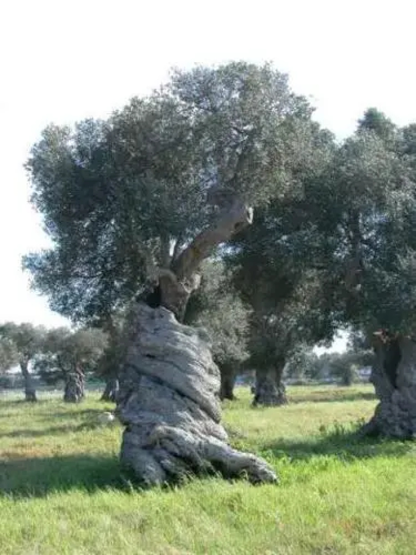 Trulli & Grotte Exclusive House Resort