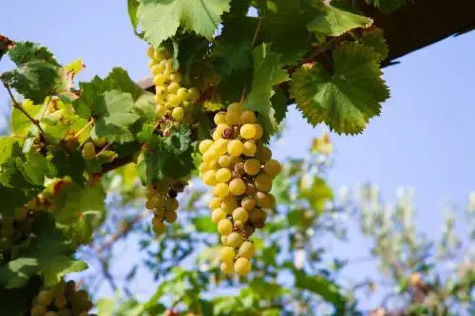 Casa Vacanze Gli Ulivi