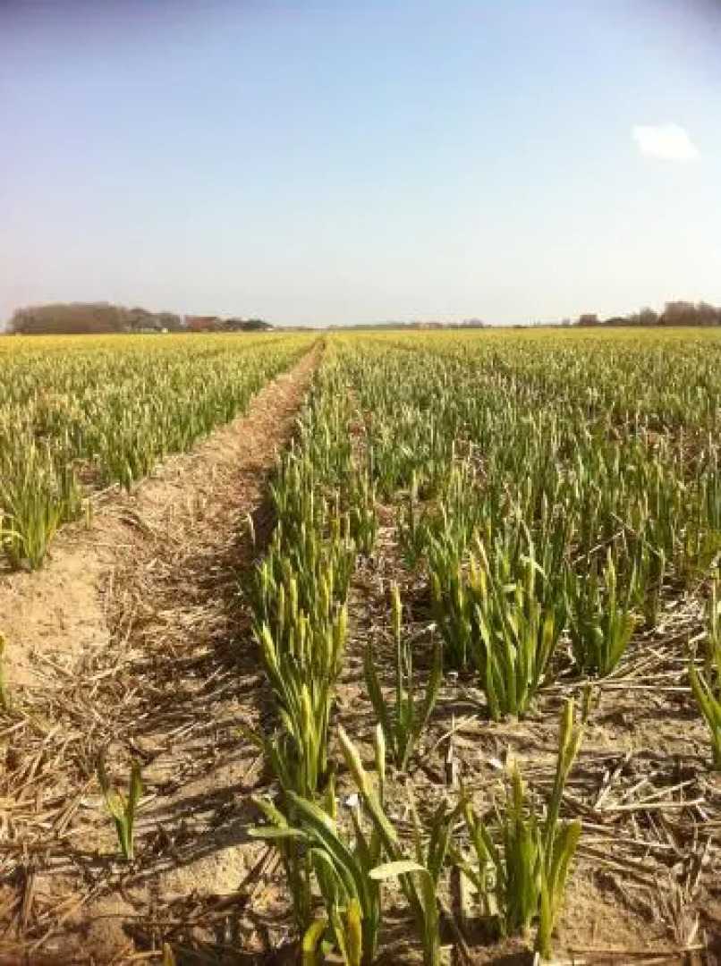 Kampeer & Logeerboerderij Madura