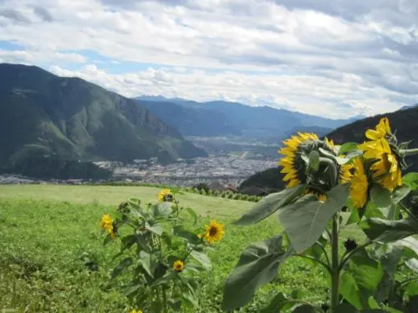 Haflingerhof
