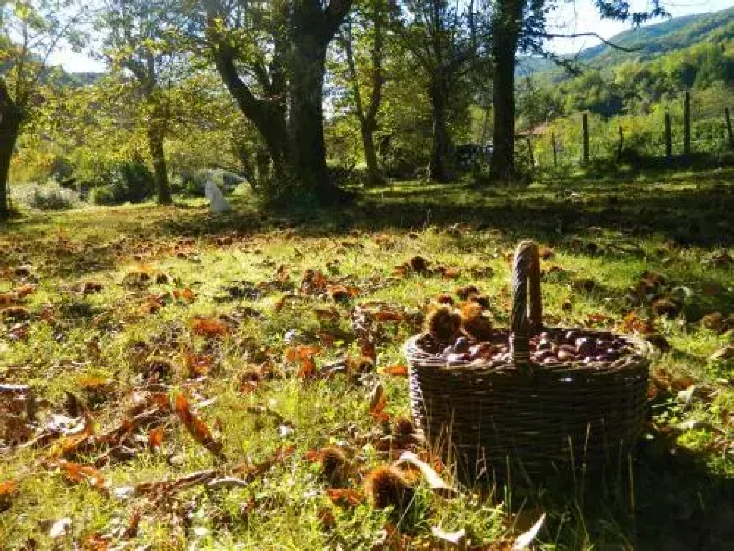 Agriturismo Casa Turchetti