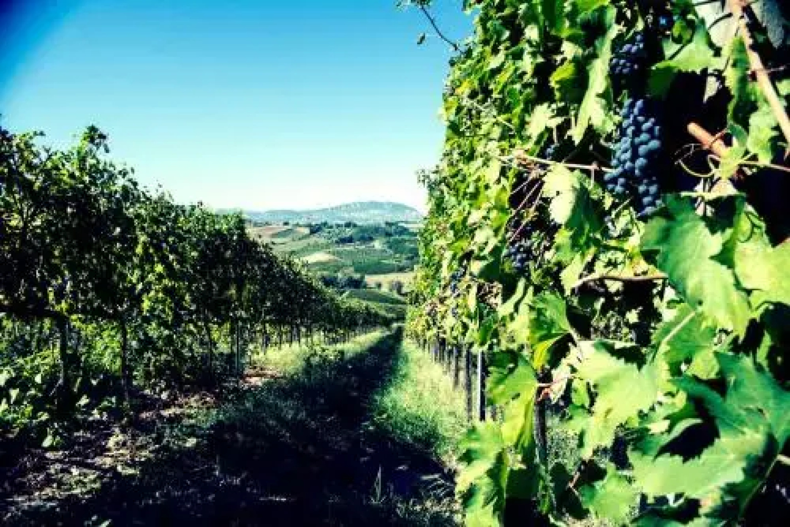 Tenuta Santini