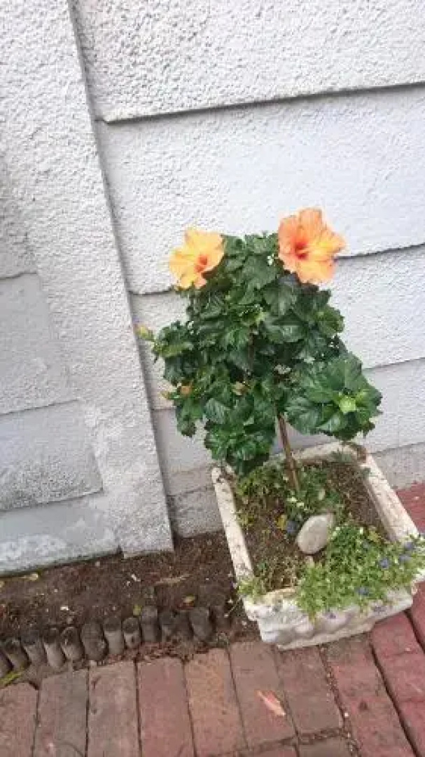 Bio-Pointment Guest Cottage