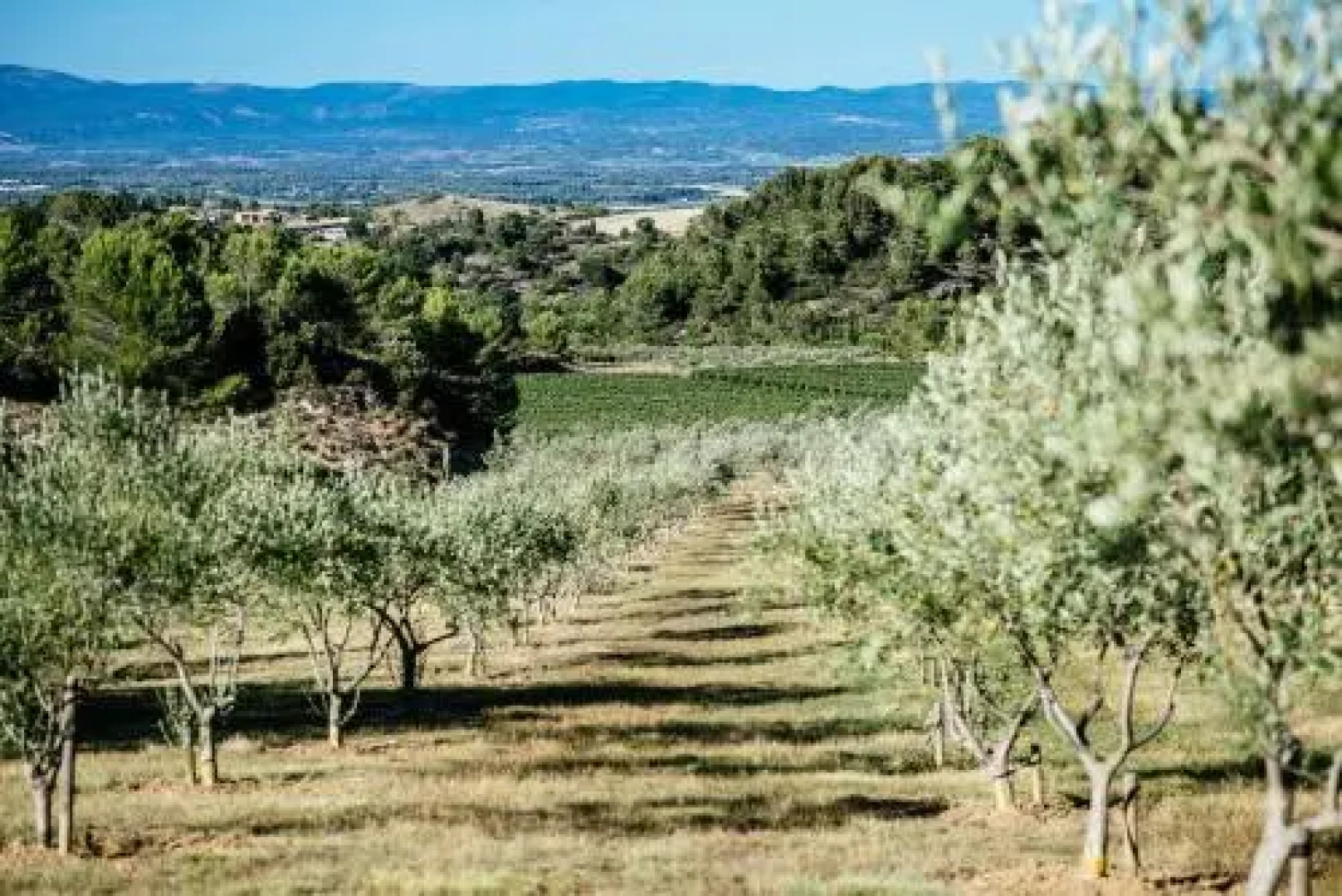 Domaine Calmel & Joseph