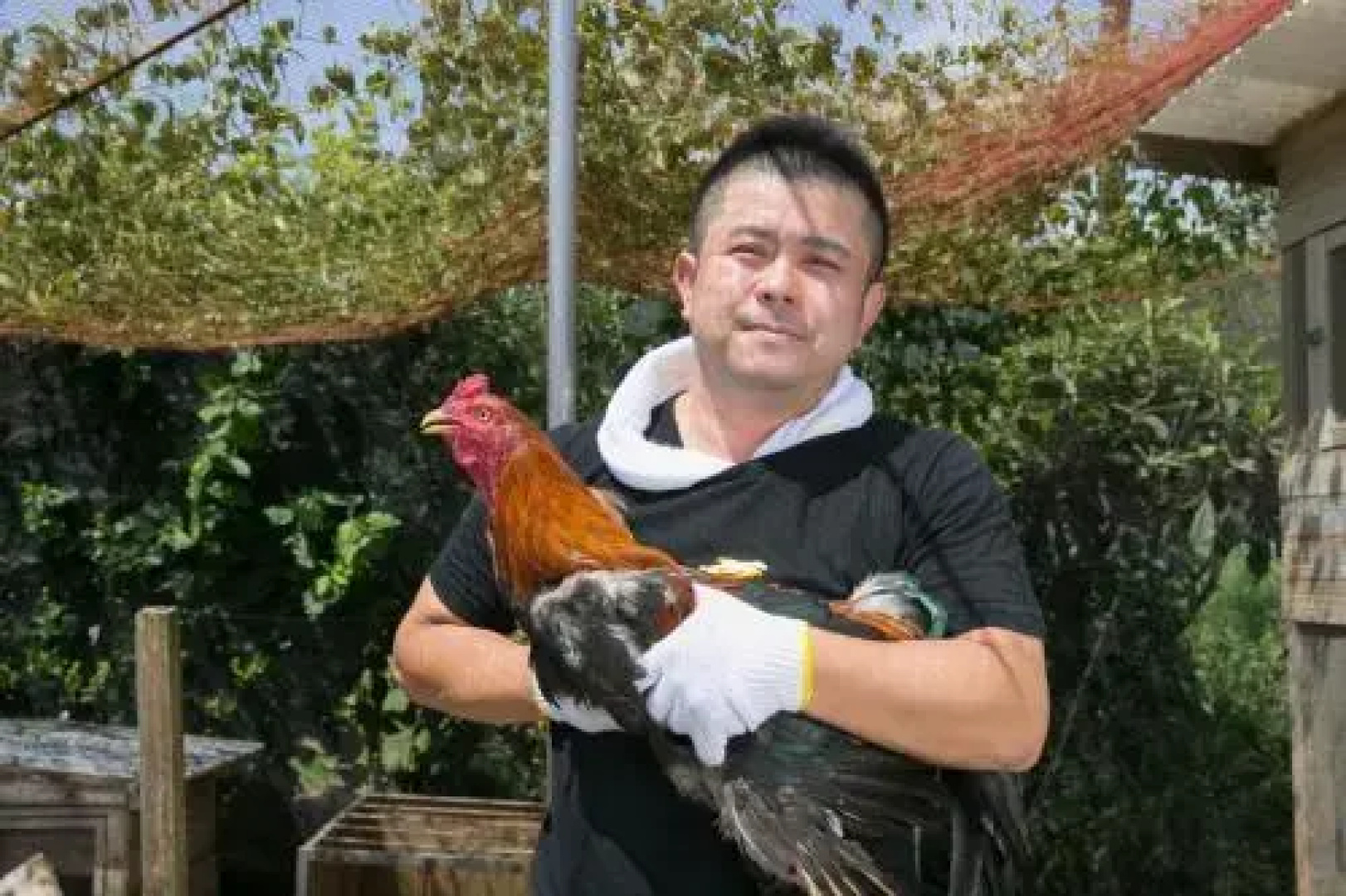 Sazareishi Takashima