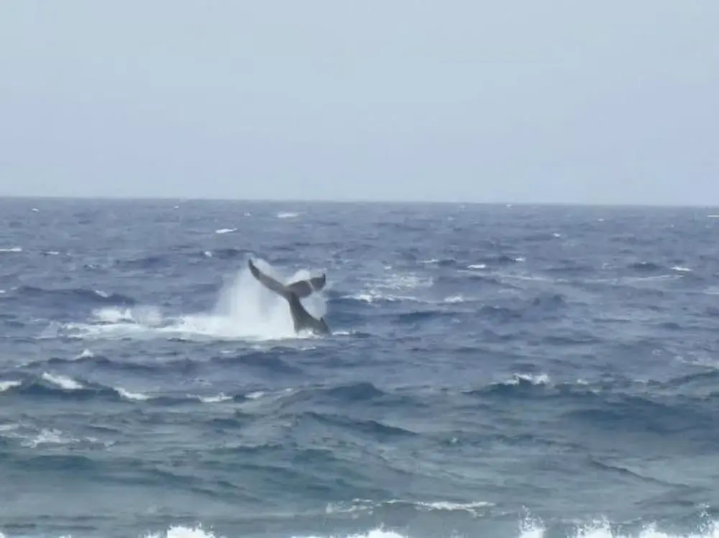 La Perruche Rouge Guest House