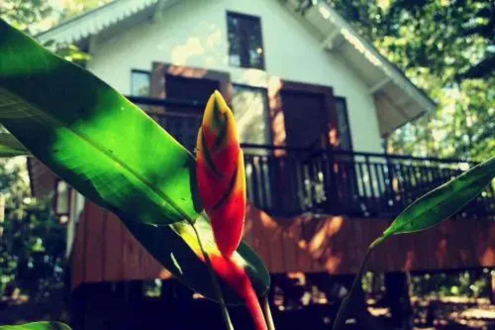 Citron Villa