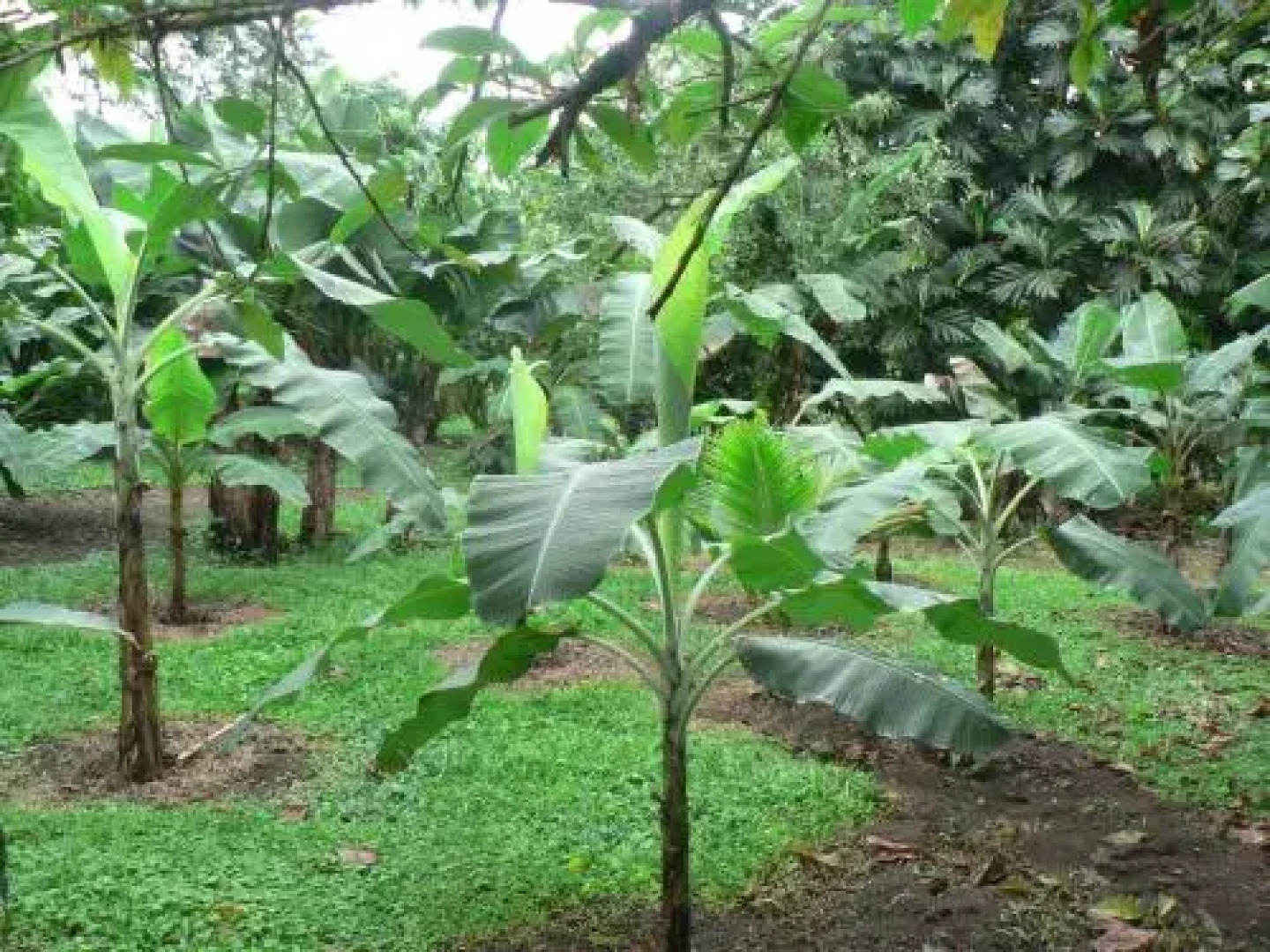 Hotel Roca Negra Del Arenal