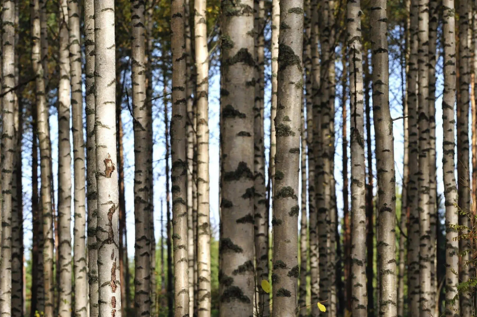 Bed & Breakfast Hepokatti