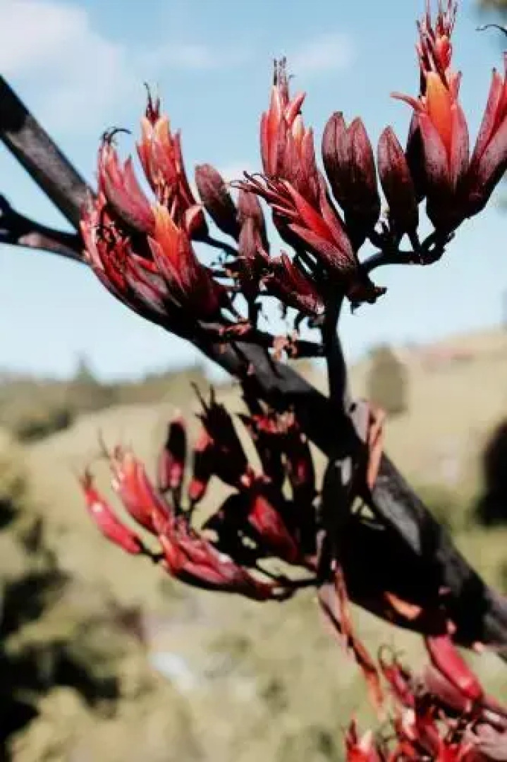 Tonix Boutique Accommodation