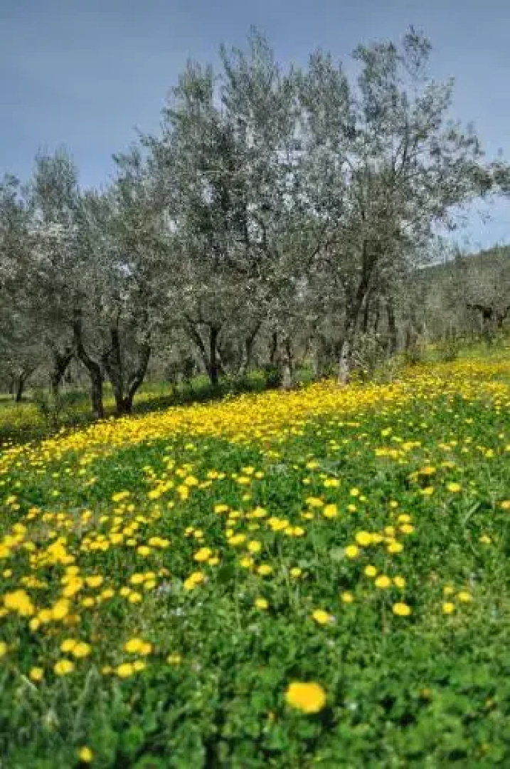 Agriturismo "Il Frantoio"
