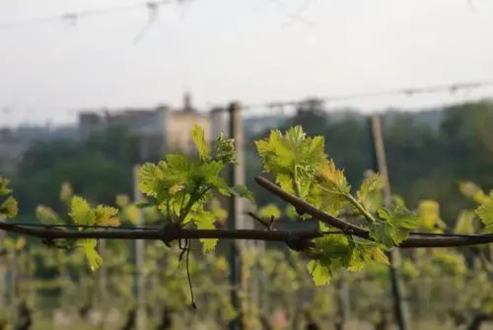 Azienda Agrituristica Costa dei Tigli