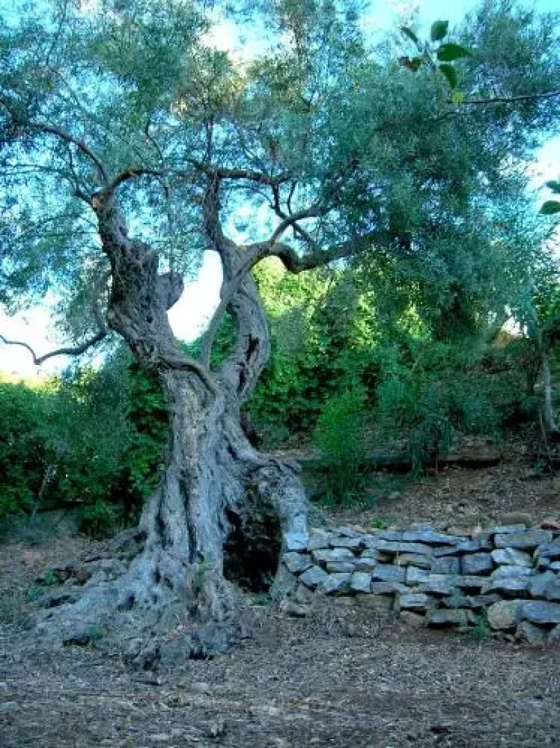 Villa Pietramaccarruna