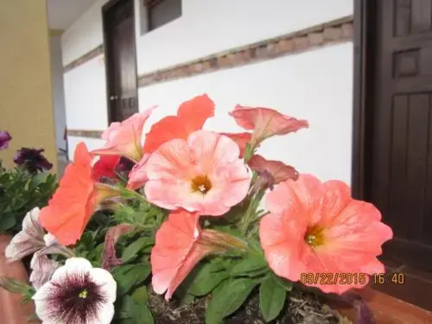 Hotel Villa Sofia