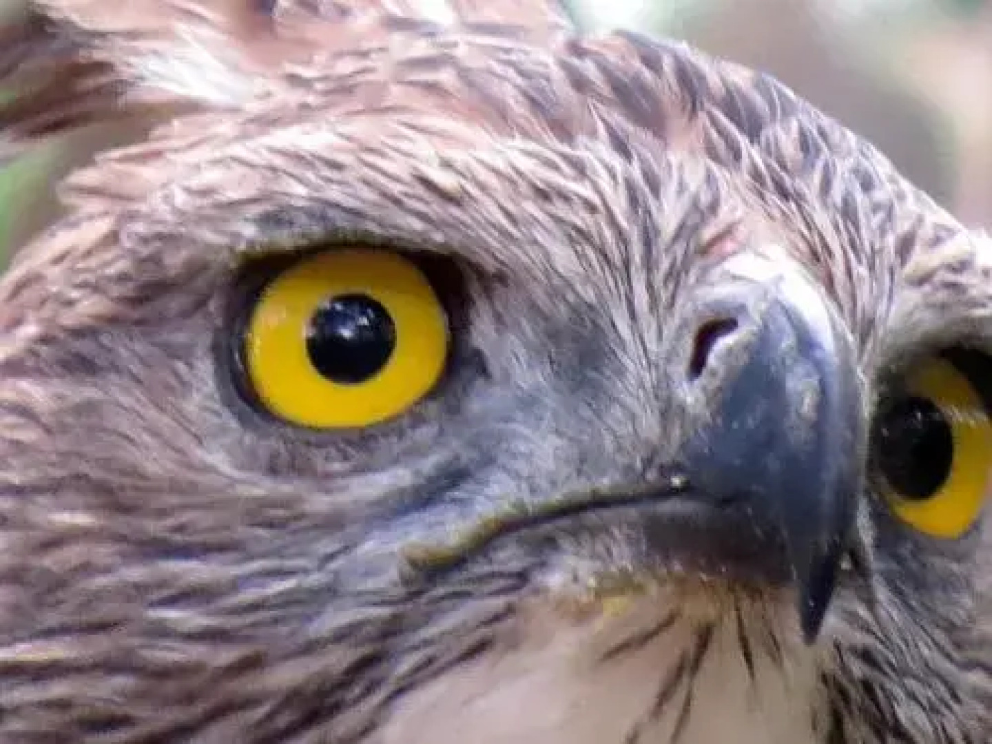 Ruhunu Safari Camping