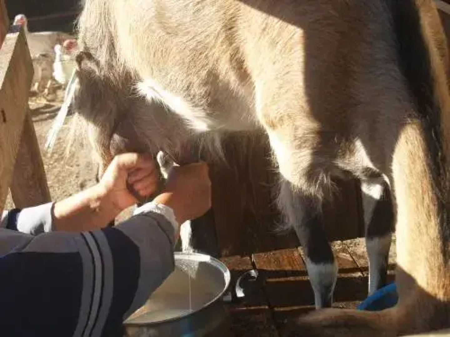 Medny Dvor Farm Stay