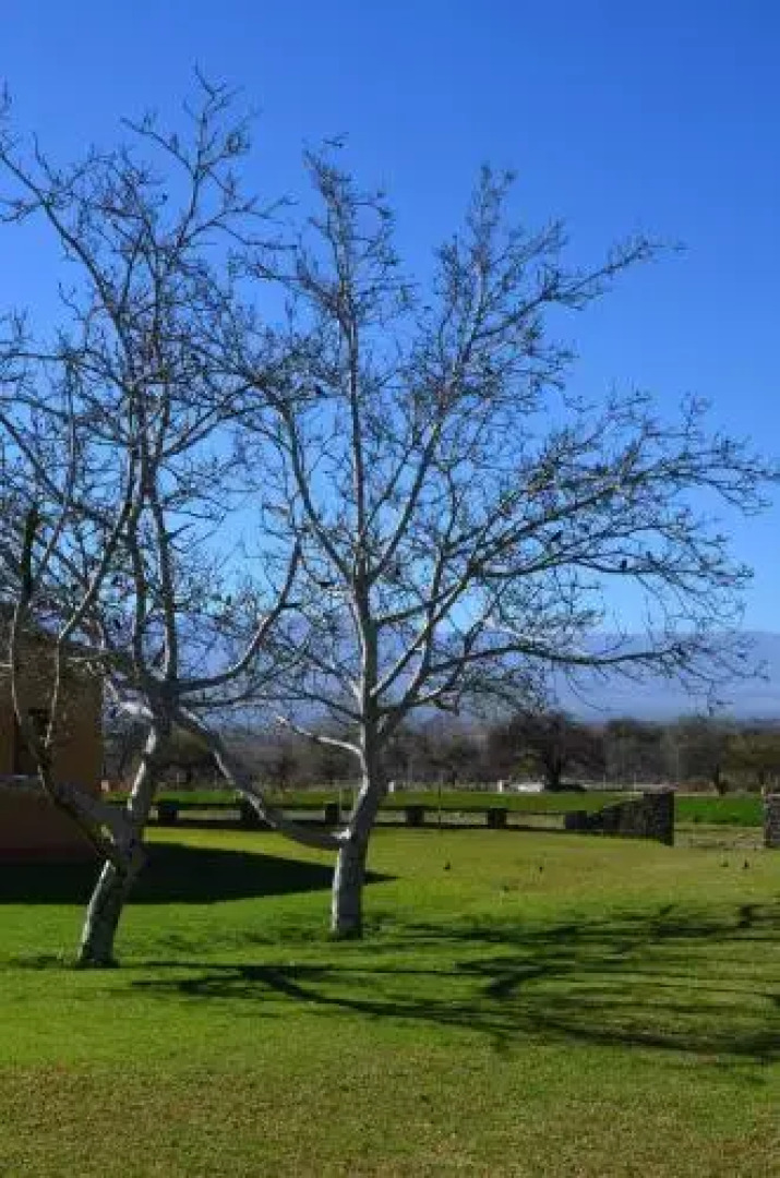 Alquiler de Casa en Cafayate
