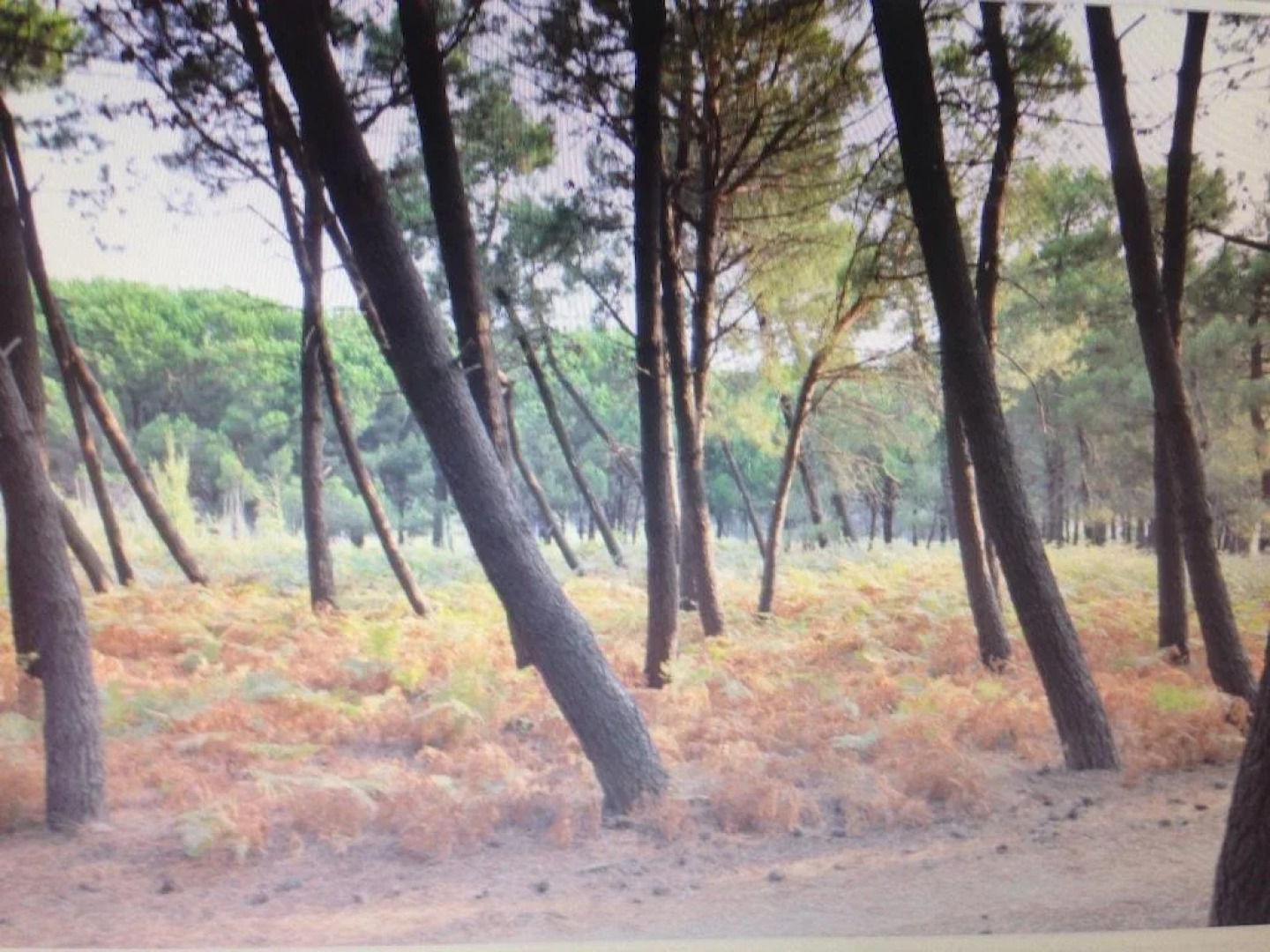 Guesthouse Rozafa Velipoj