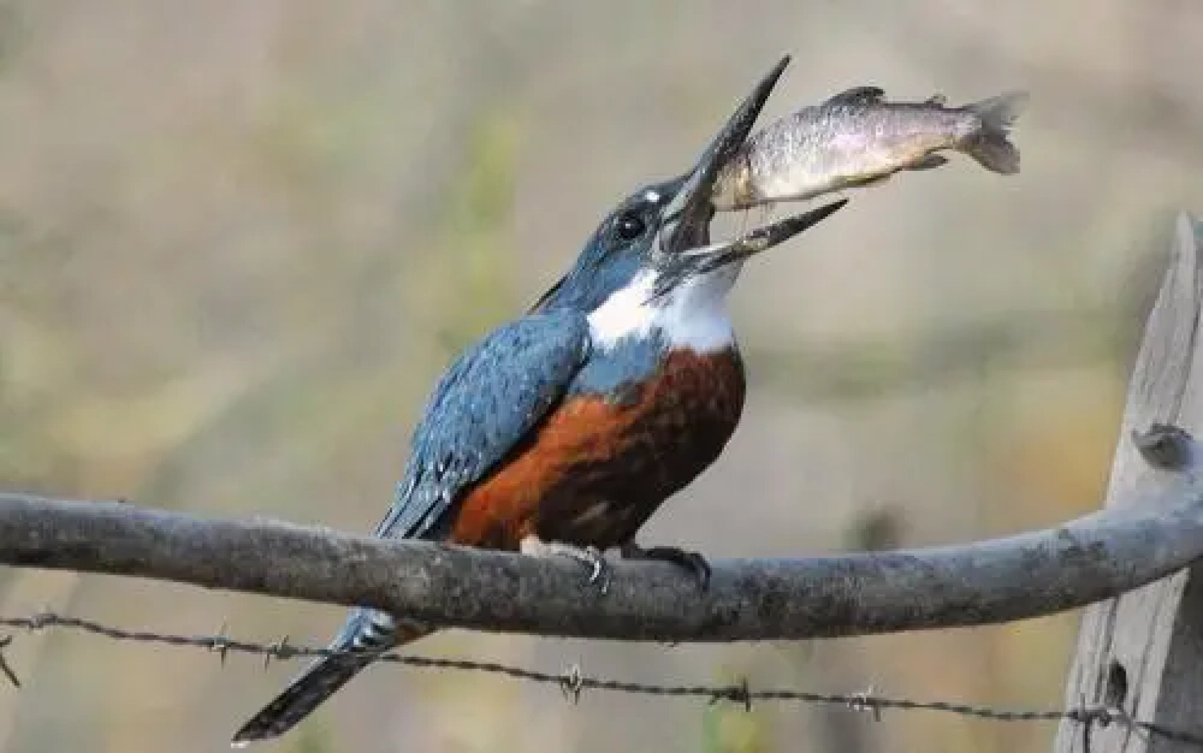 The Old Viking Fly Fishing- Alojamiento