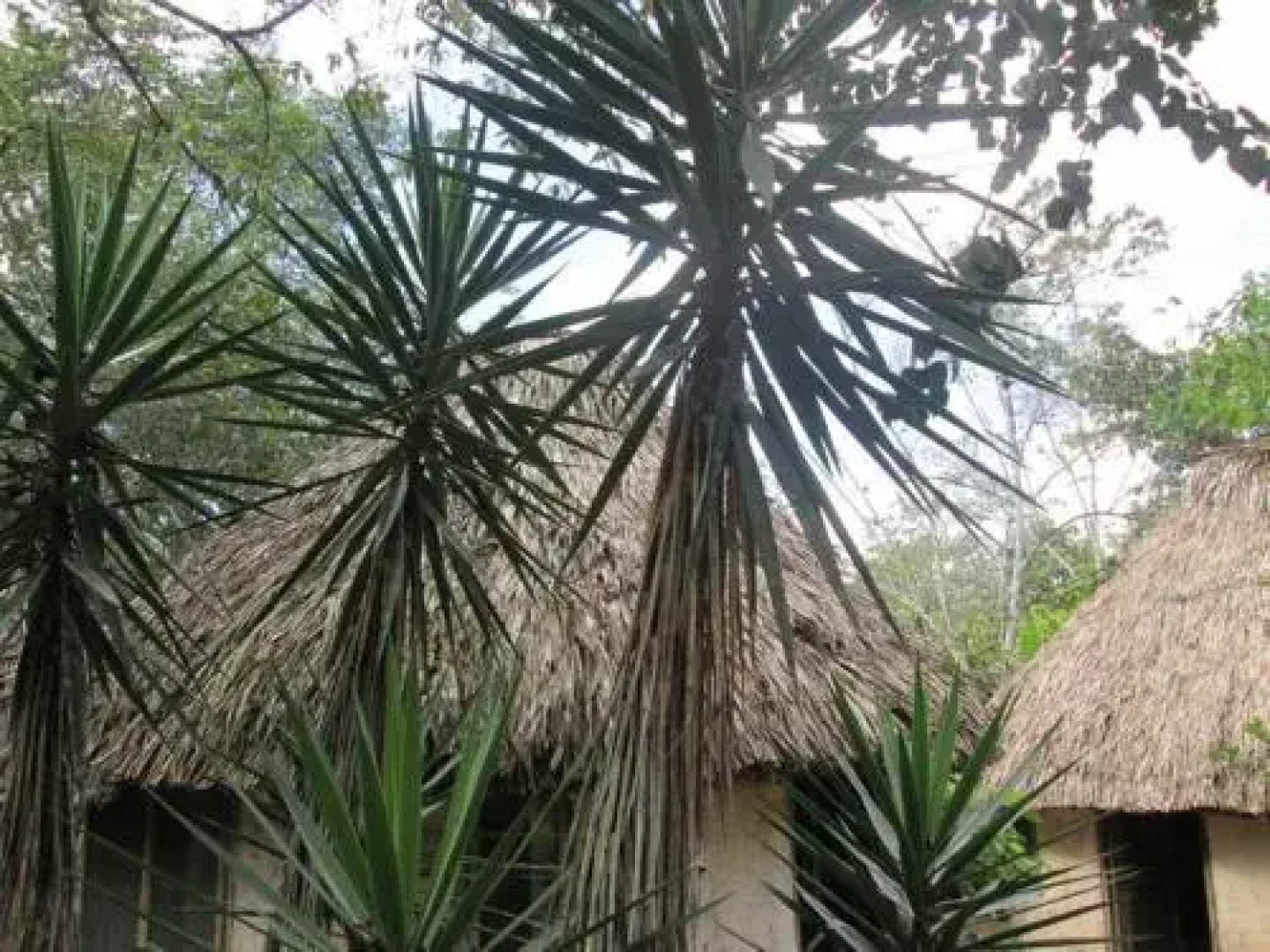 Chaya Maya Jungle Lodge