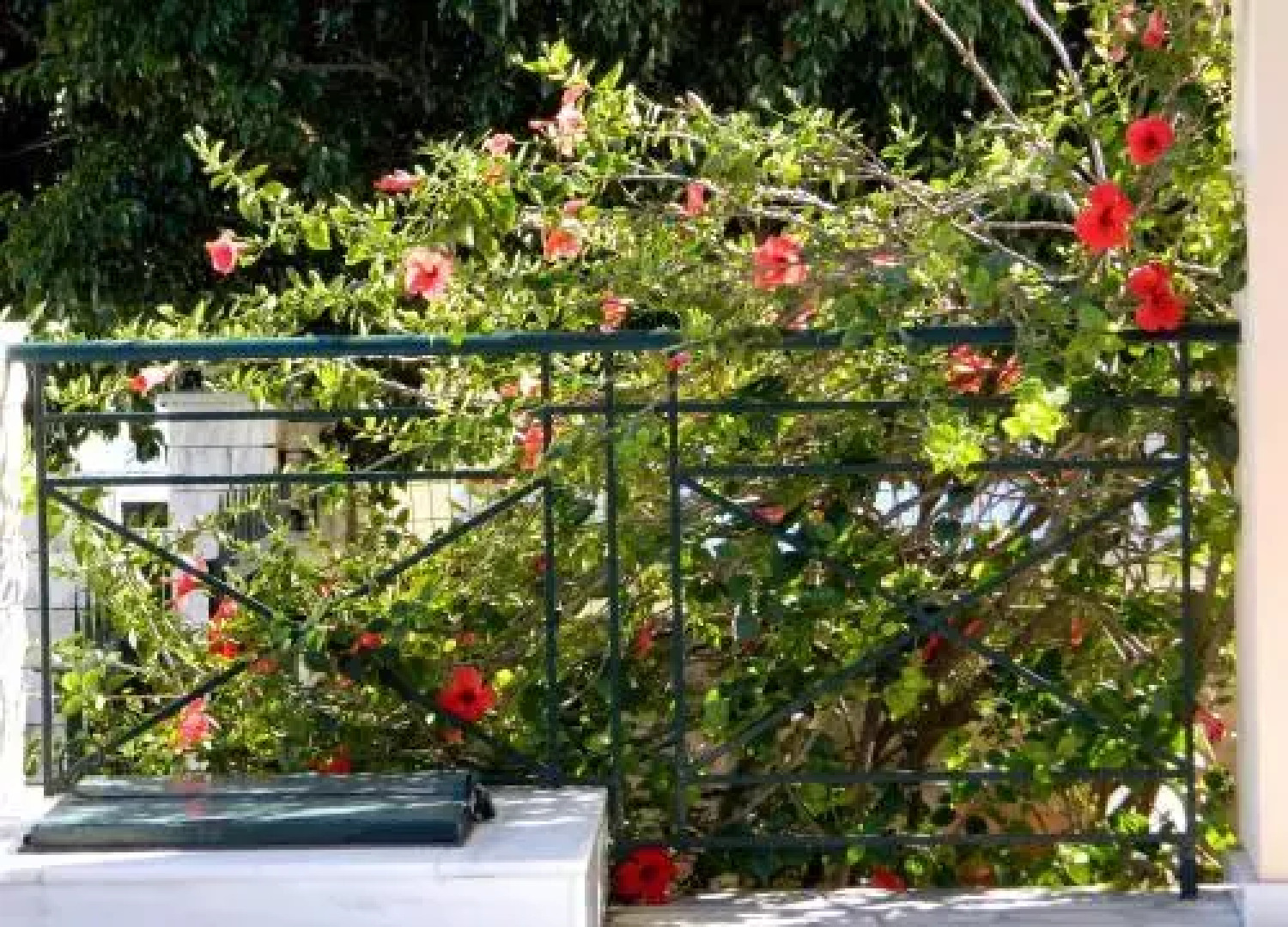 Irene Studios Kefalonia