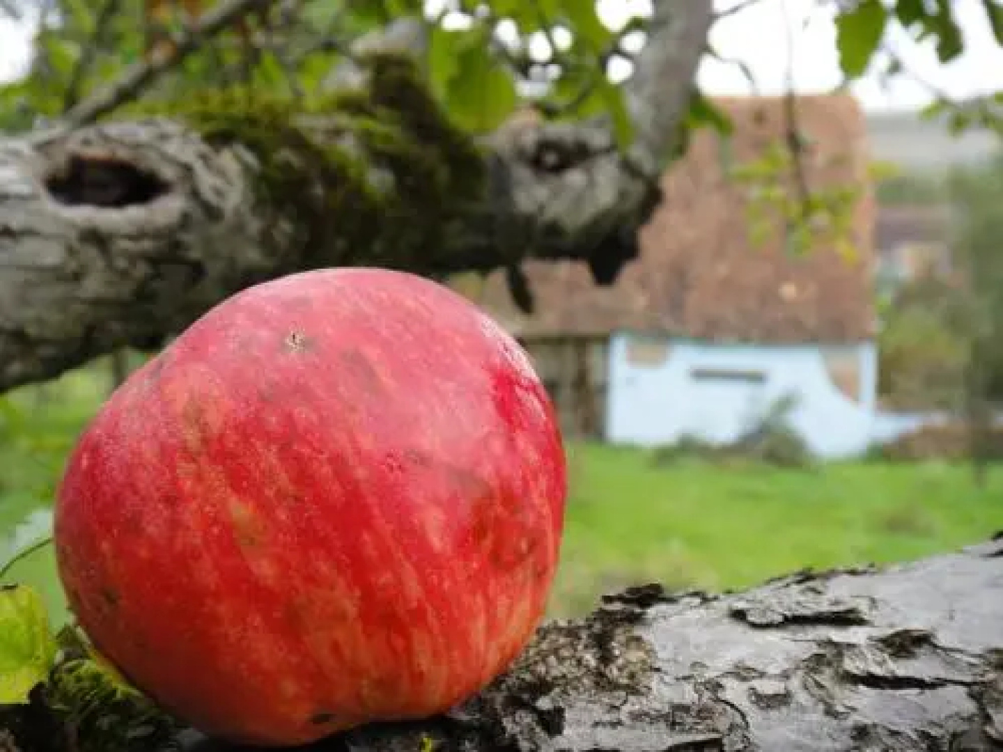 Dominic Boutique, Little Barn , Cloasterf