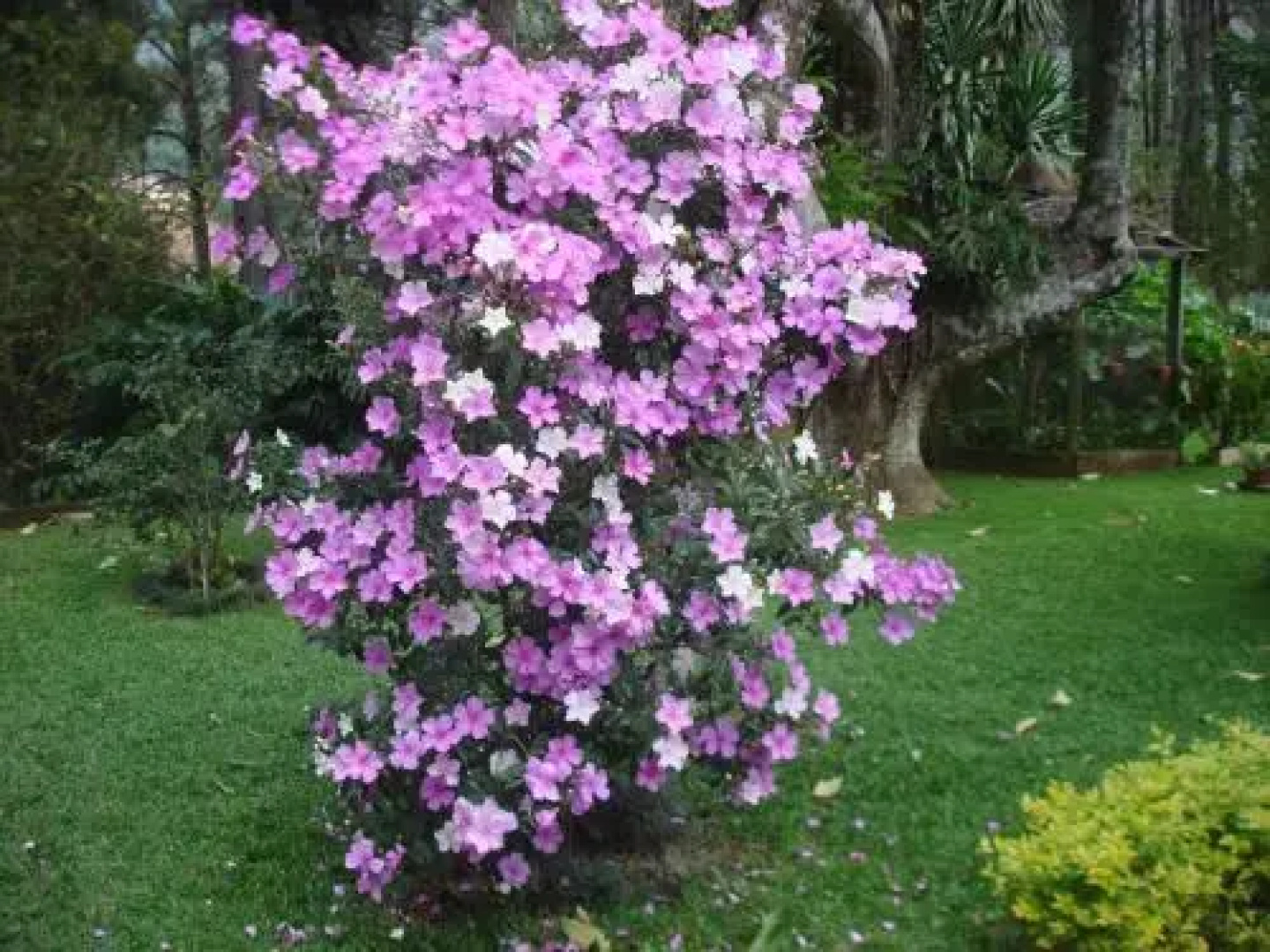 Chalé da Pedra