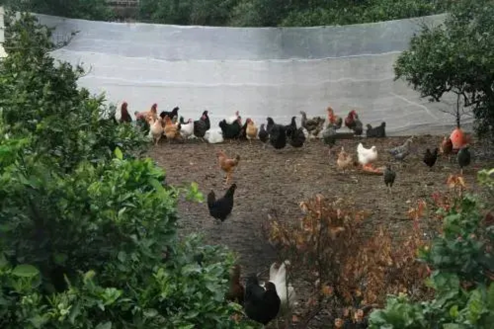 Casa del abuelo Buenavista del Norte