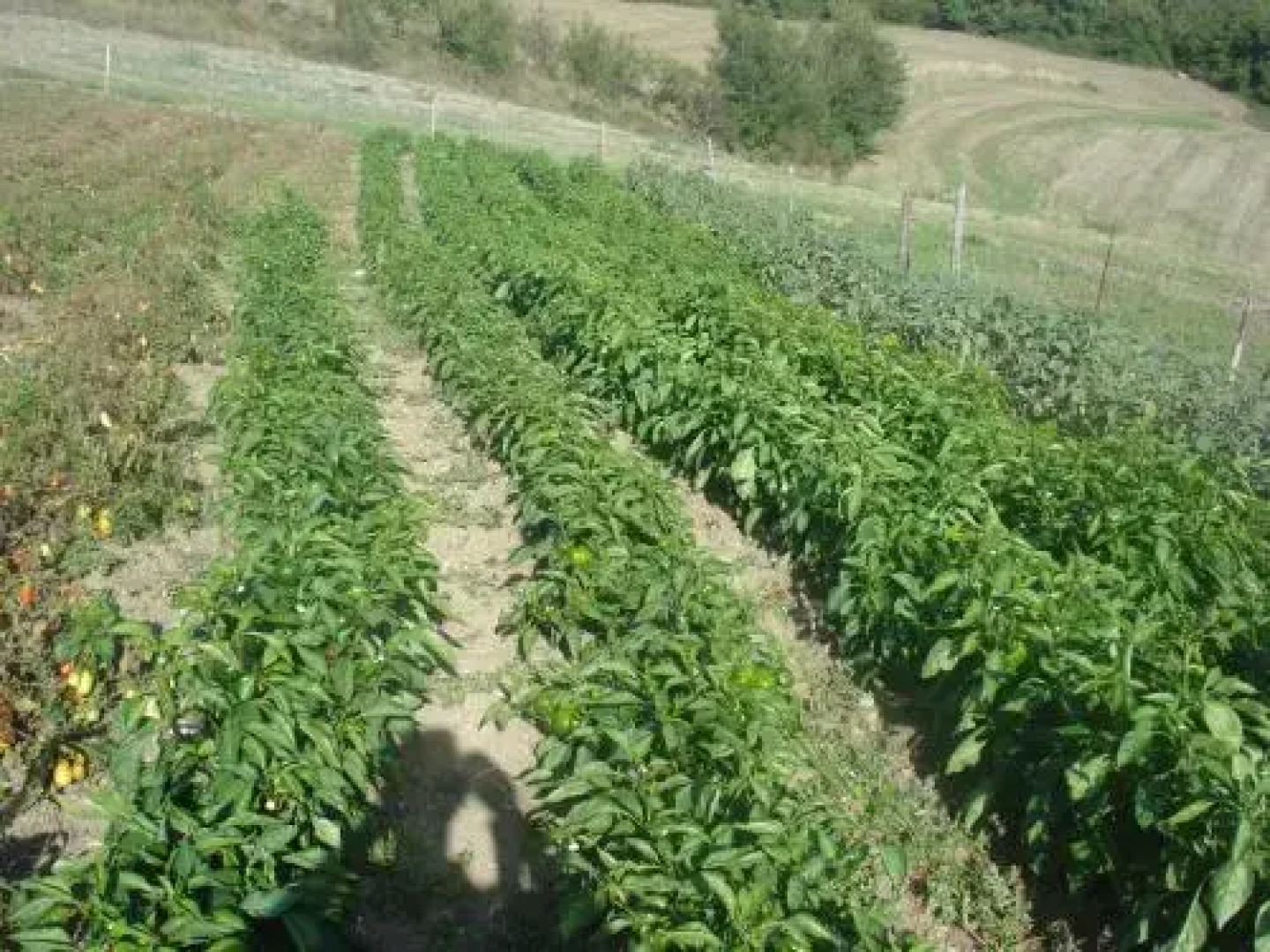 Azienda Agrituristica Castello