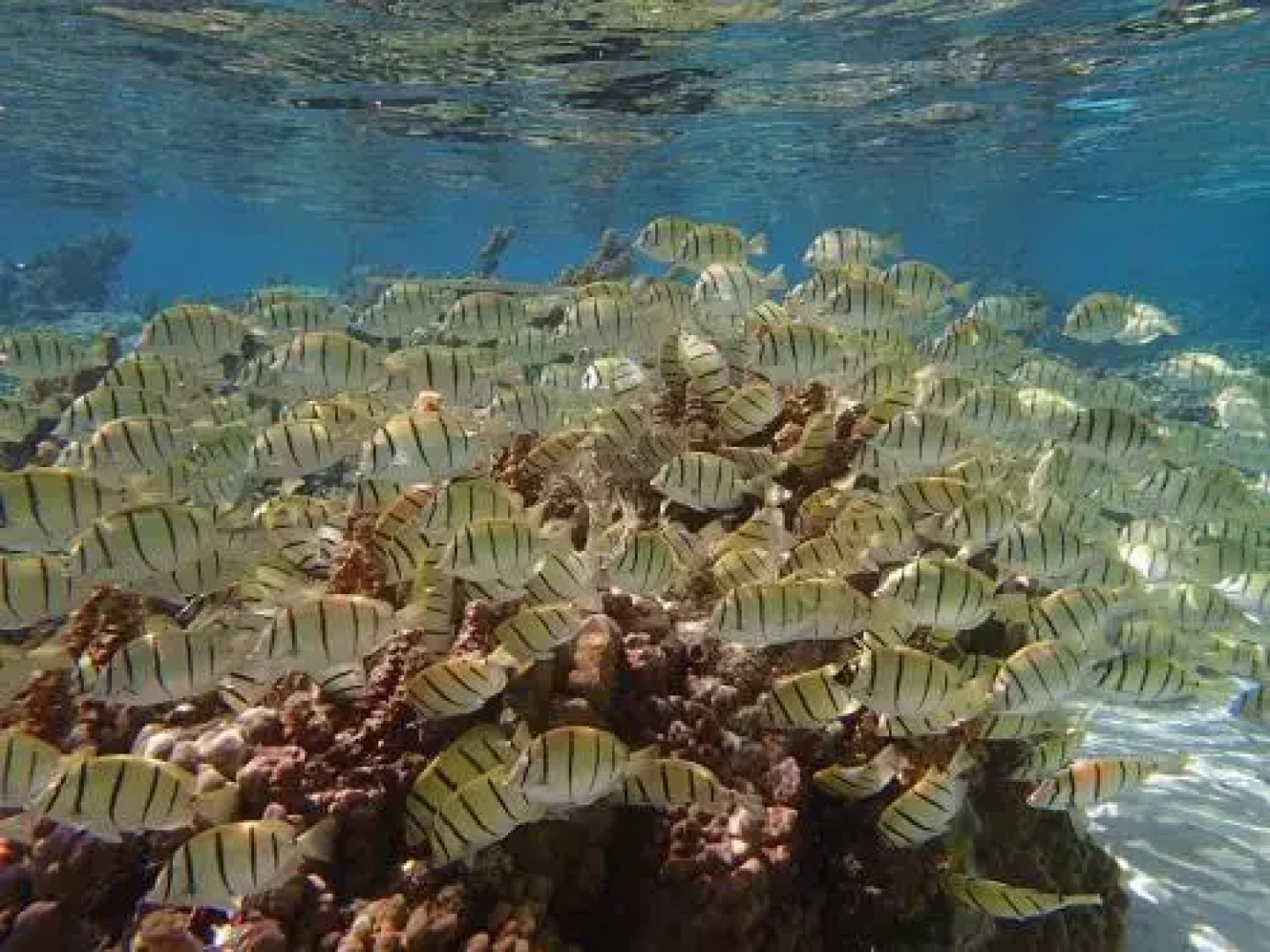 Guest House La Maison Du Voyage