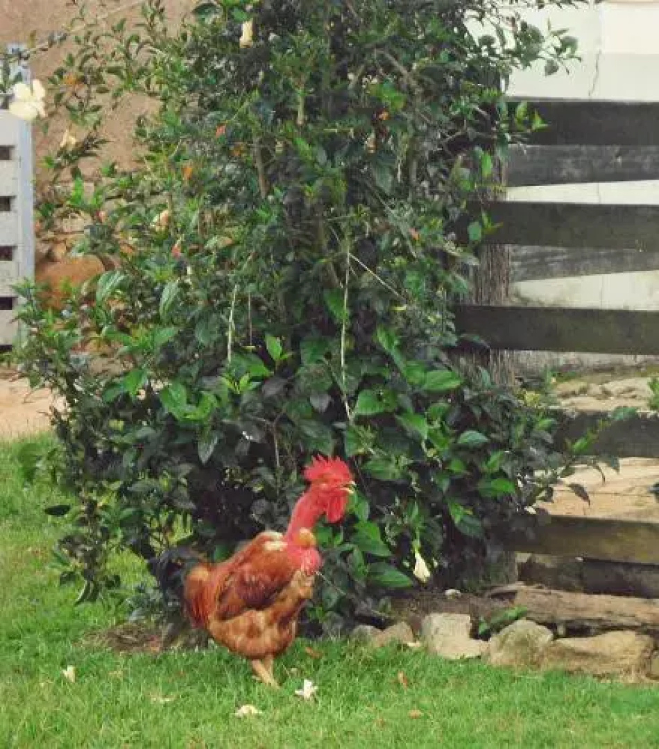 Fazenda Da Pedra