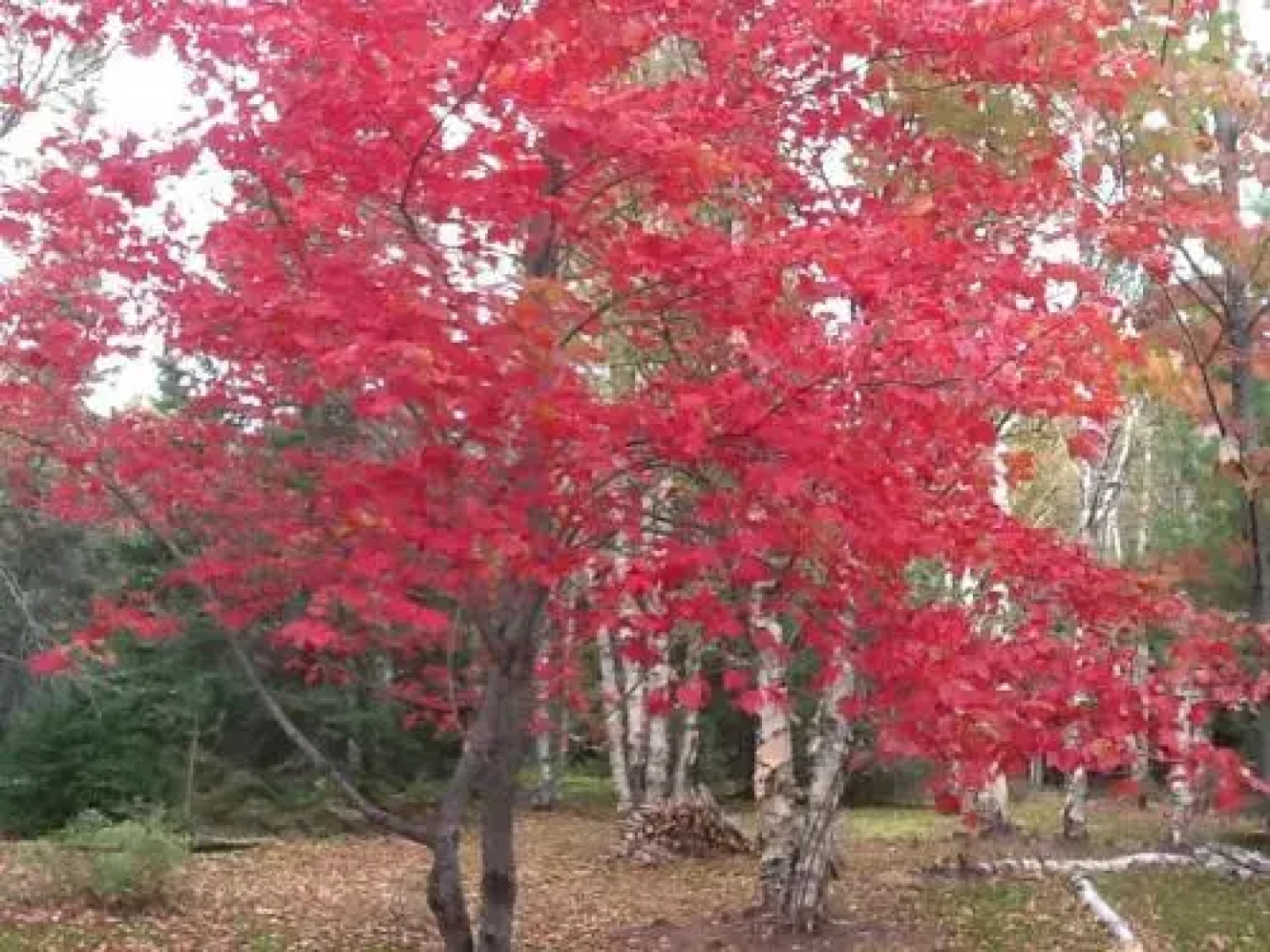 Lodge Nature Laurentides