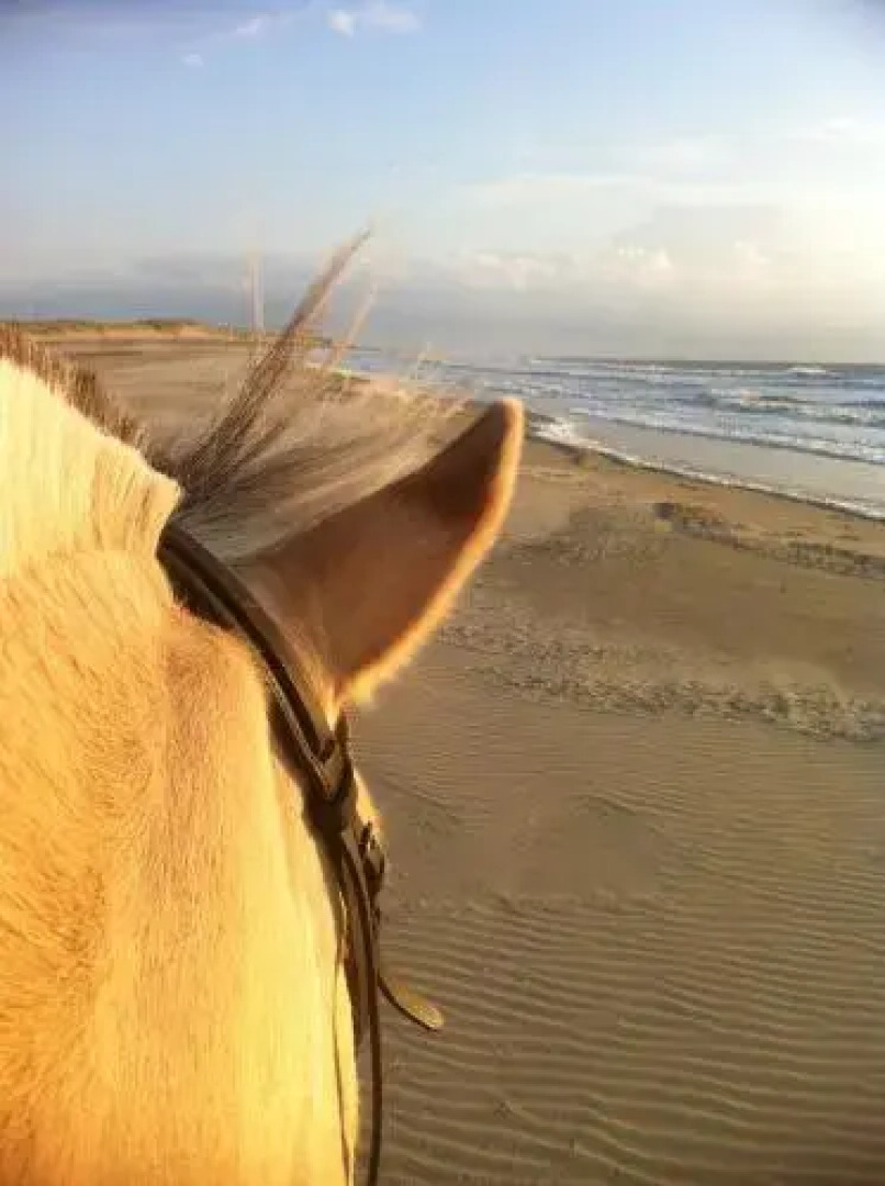Kampeer & Logeerboerderij Madura